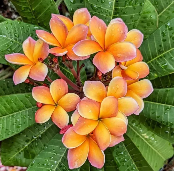 Dwarf_Varitey_Pulmeria_Flower_Plant