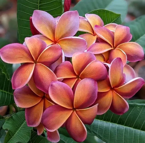 Dwarf_Varitey_Pulmeria_Flower_Plant