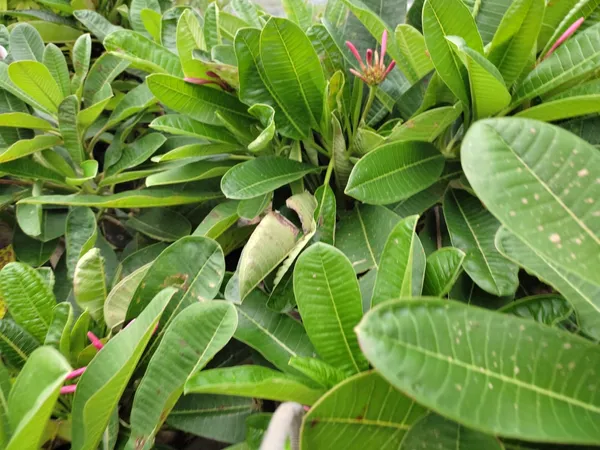 Dwarf_Varitey_Pulmeria_Flower_Plant