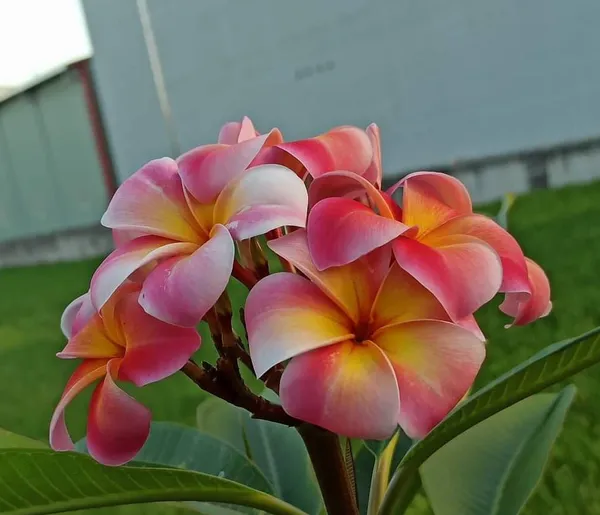 Dwarf_Varitey_Pulmeria_Flower_Plant