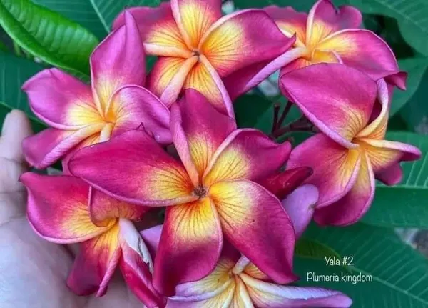 Dwarf_Varitey_Pulmeria_Flower_Plant
