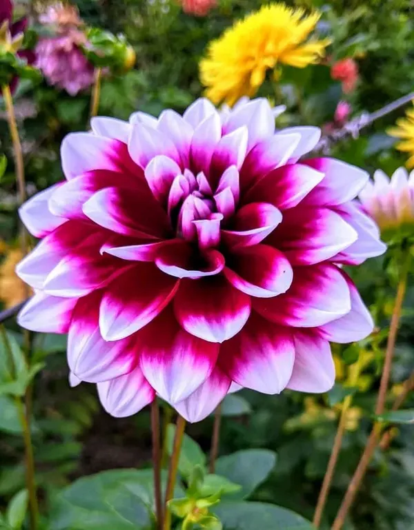 Dahlia_Flower_Plant_Verigated