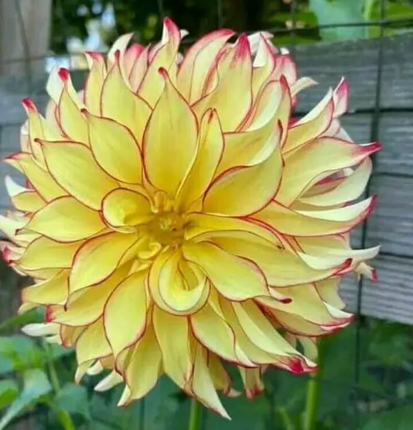 Dahlia_Flower_Plant_Verigated_Yellow
