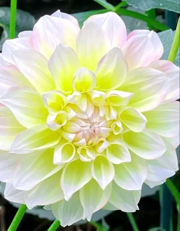Dahlia_Flower_Plant_Verigated_White