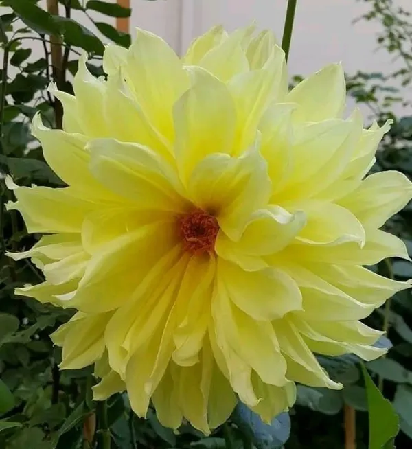 Dahlia_Flower_Plant_Yellow