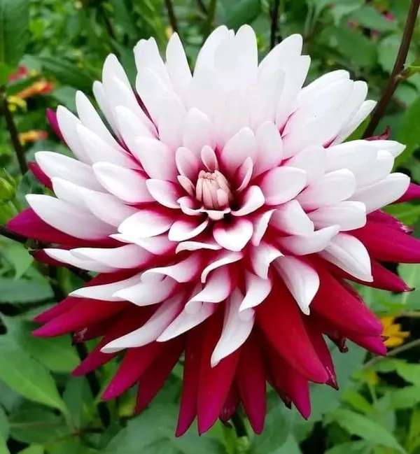 Dahlia_Flower_Plant_Verigated_Red