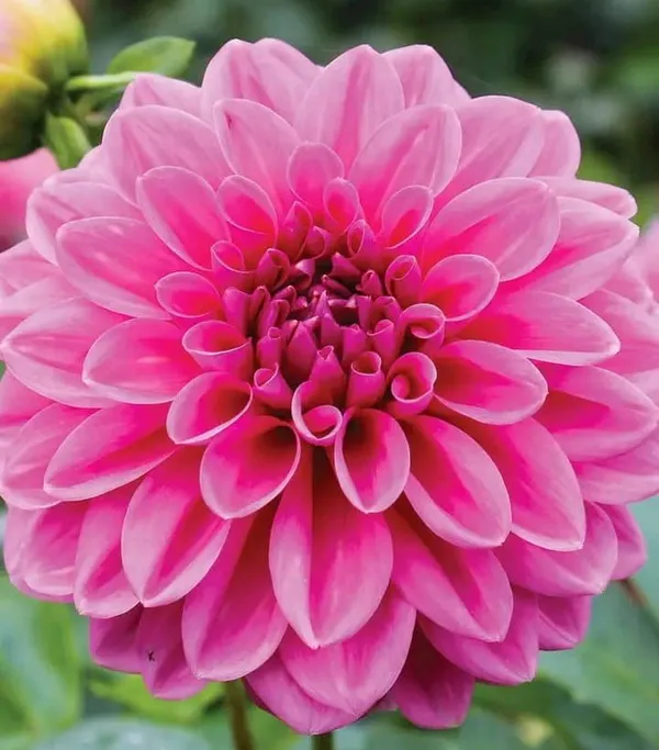 Dahlia_Flower_Plant