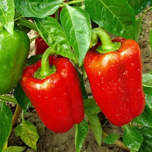 Shimla_Mirch_Capsicum_Fruit_Plant_Red