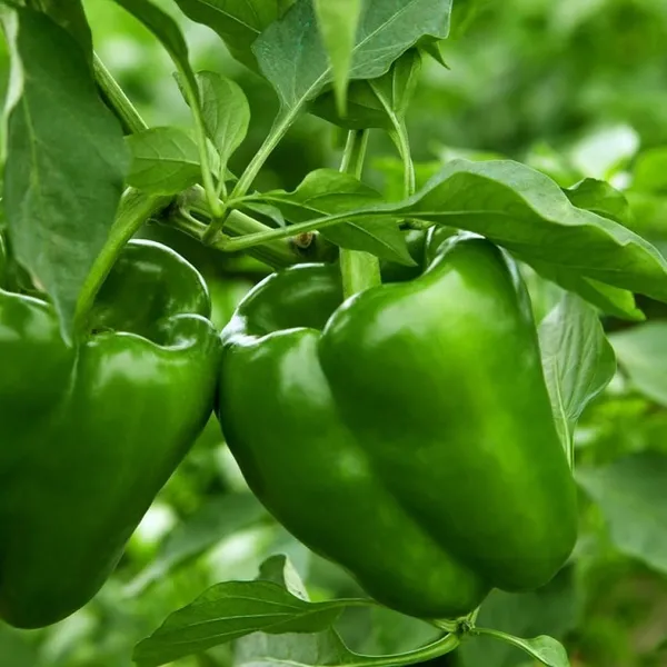 Shimla_Mirch_Capsicum_Fruit_Plant_Green