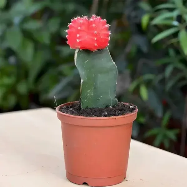 Red_Moon_Cactus_Grafted
