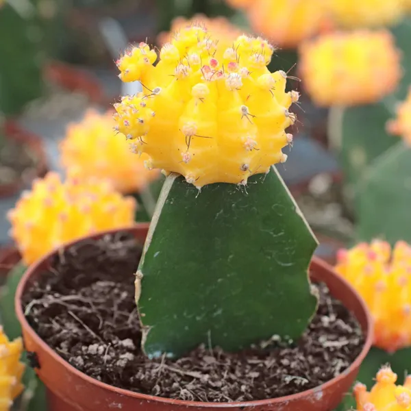 Moon_Cactus_Grafted_Yellow