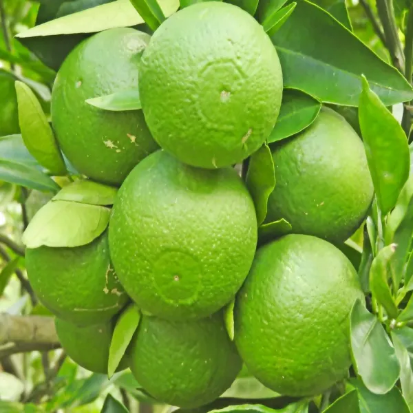 Bari-1_Sweet_Malta_Grafted_Fruit_Plant