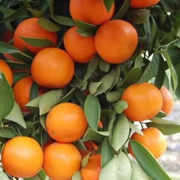Darjeeling_Orange_Grafted_&_Hybrid_Fruit_Plant_Orange