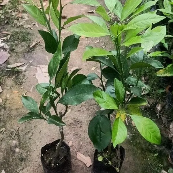 Orange_Malta_Grafted_&_Hybrid_Fruit_Plant