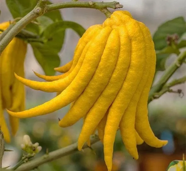 Buddha'S_Plamfingure_Lemon_Grafted_&_Hybrid_Fruit_Plant