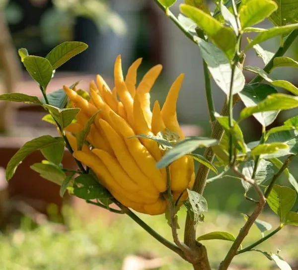Buddha'S_Plamfingure_Lemon_Grafted_&_Hybrid_Fruit_Plant
