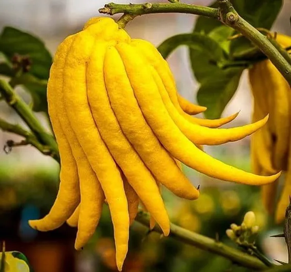 Buddha'S_Plamfingure_Lemon_Grafted_&_Hybrid_Fruit_Plant
