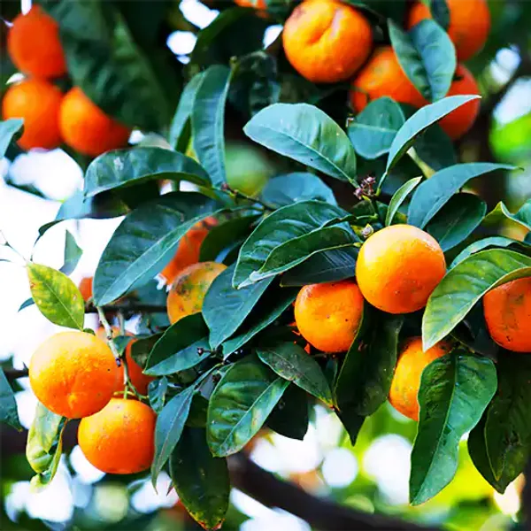Sweet_Chinise_Orange_Grafted_&_Hybrid_Fruit_Plant