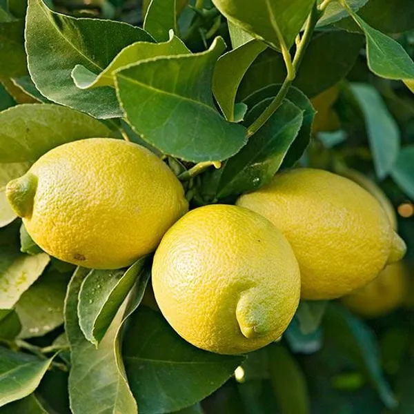 All_Time_Thai_Pati_Grafted_&_Hybrid_Fruit_Plant