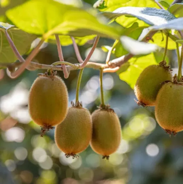 Hayward_Varitey_Kiwi_Grafted_Fruit_Plant