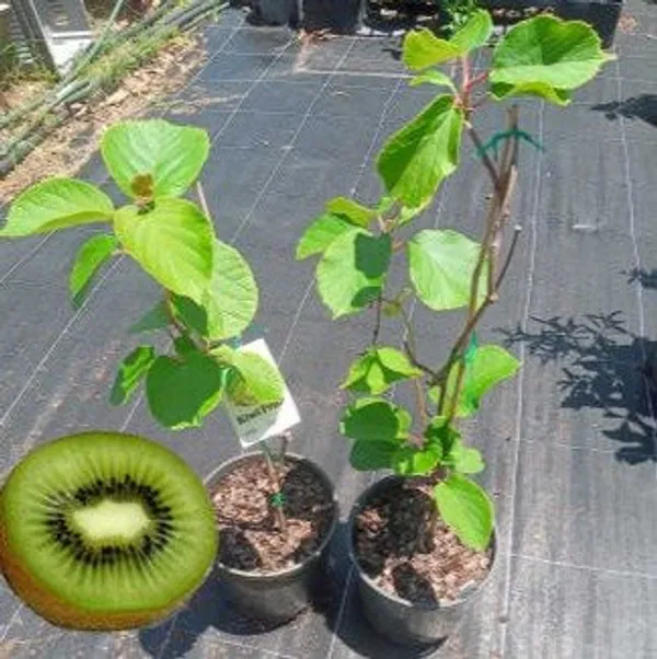 Hayward_Varitey_Kiwi_Grafted_Fruit_Plant
