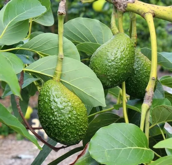 Grafted_Avocado_Fruit_Plant