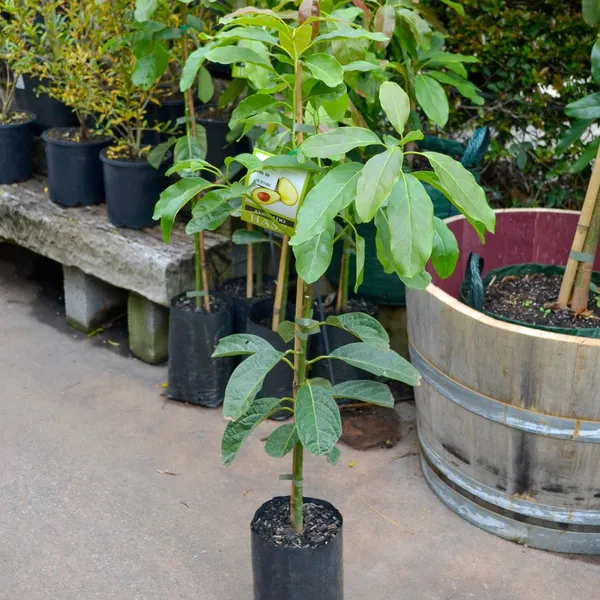Grafted_Avocado_Fruit_Plant