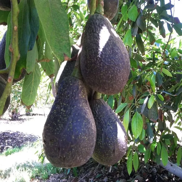 Hass_Avocado_Grafted_Fruit_Plant