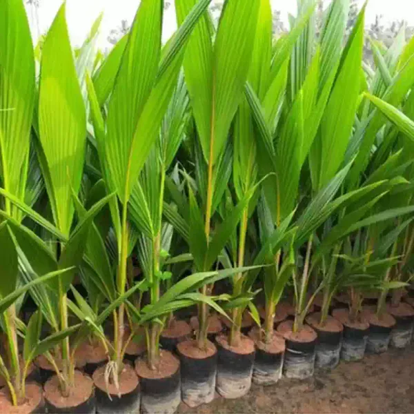 Kerala_Coconut_Fruit_Plant