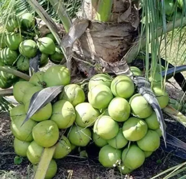 Kerala_Coconut_Fruit_Plant