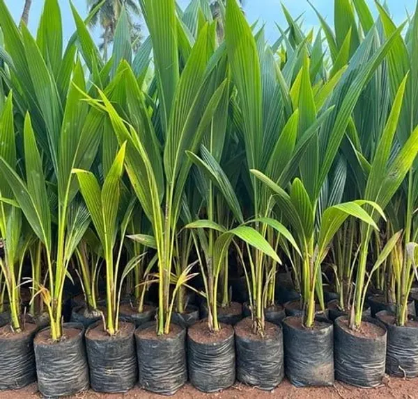 Vietnam_Hybrid_Coconut_Fruit_Plant