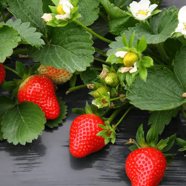 Strawberry_Fruit_Plant_Red