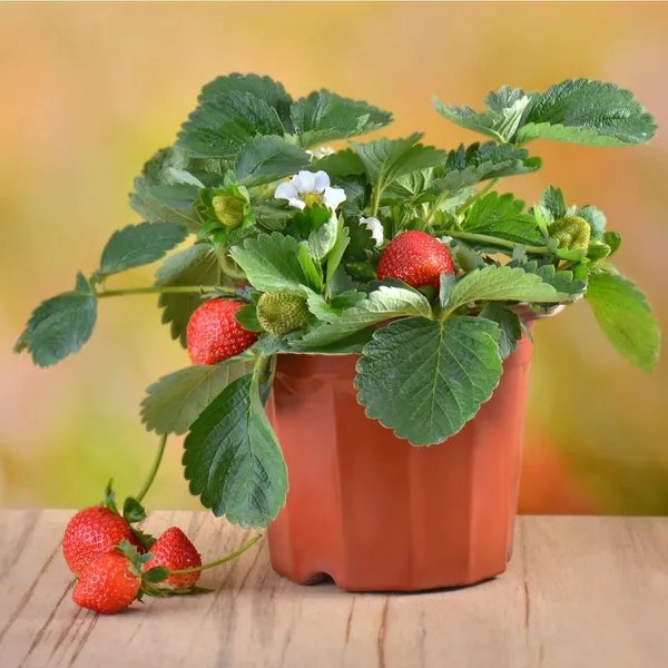 Strawberry_Fruit_Plant_Red