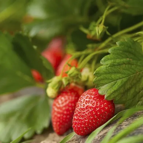 Strawberry_Fruit_Plant_Red