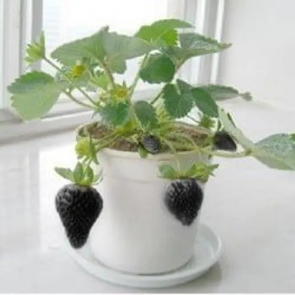 Strawberry_Fruit_Plant