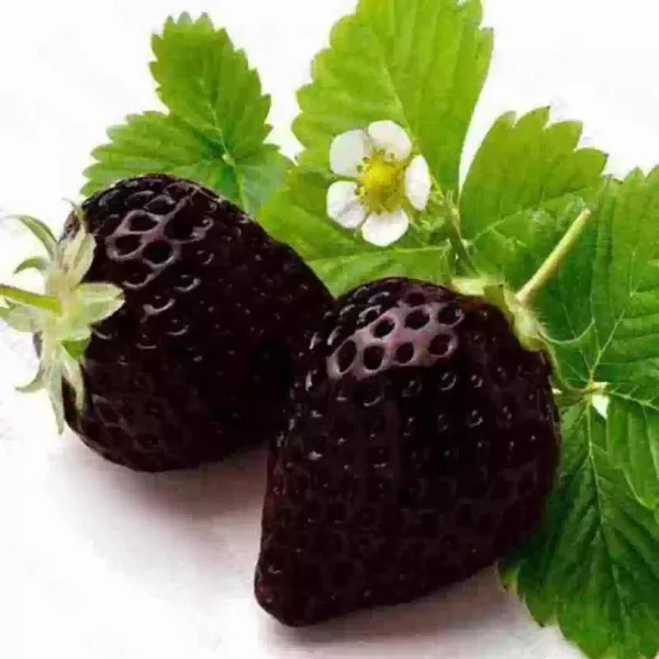 Strawberry_Fruit_Plant