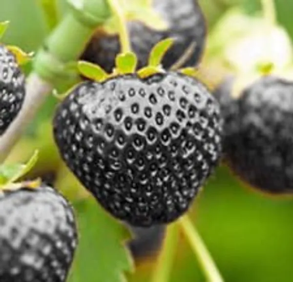 Strawberry_Fruit_Plant