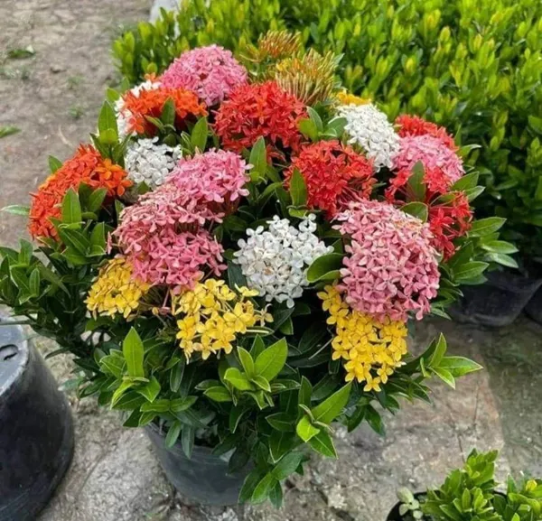 Mixed_Ixora_Flower_Plant_Combo_(Pack_Of_4)