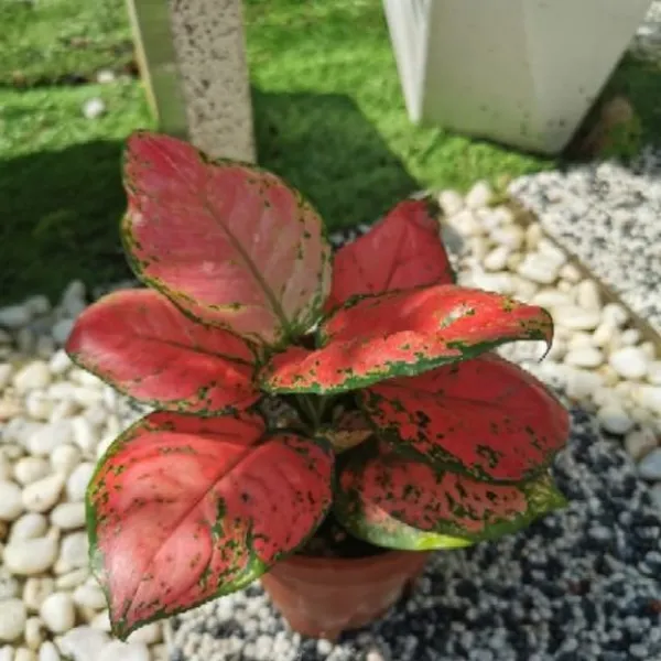 Aglaonema_Lady_Valentine