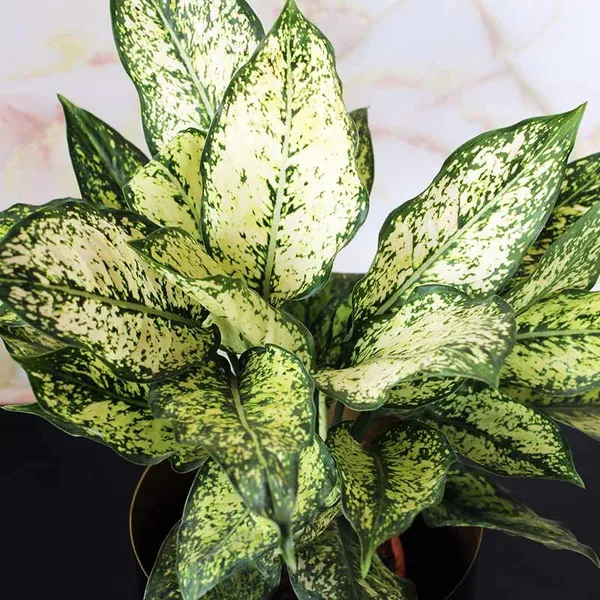 Aglaonema_Snow_White_Indoor_Live_Plant