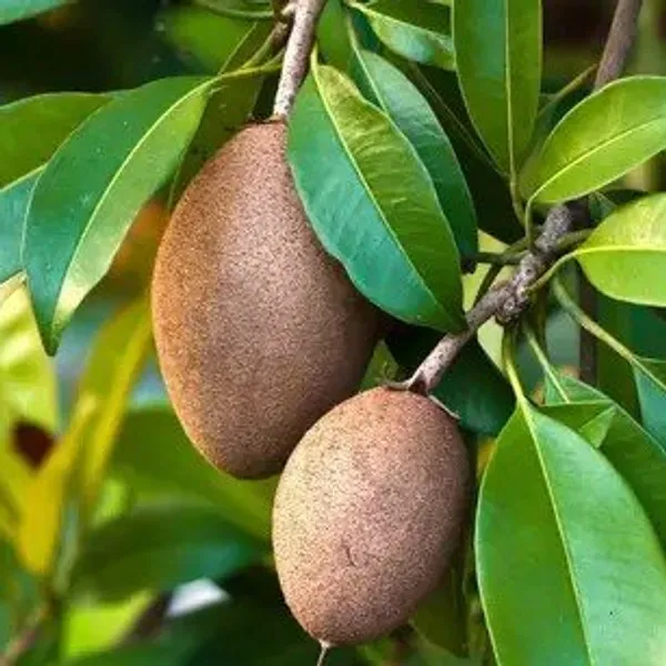 Thai_Varitey_Grafted_Chikoo_Fruit_Plant