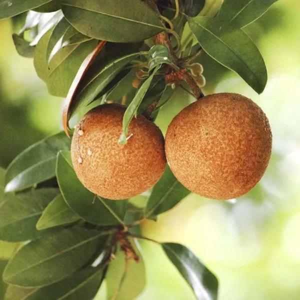 Thai_Varitey_Grafted_Chikoo_Fruit_Plant