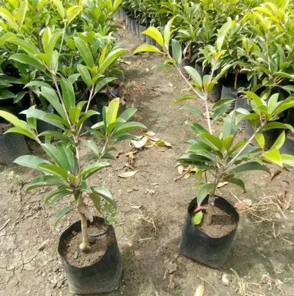 Thai_Varitey_Grafted_Chikoo_Fruit_Plant
