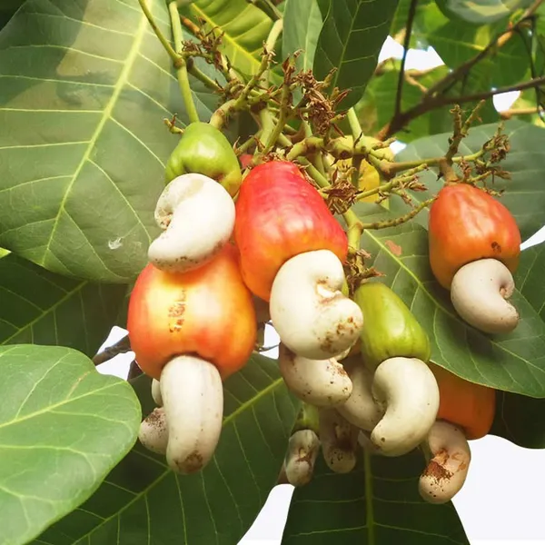 Thai_Varitey_Cashew_Apple_Grafted_Fruit_Plant