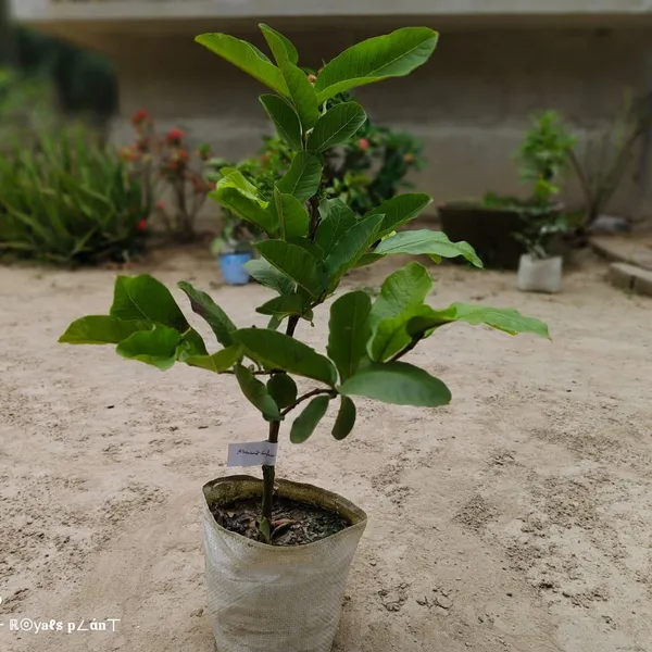 Allahabad_Safeda_Gauva_|_Grafted_Fruit_Plant