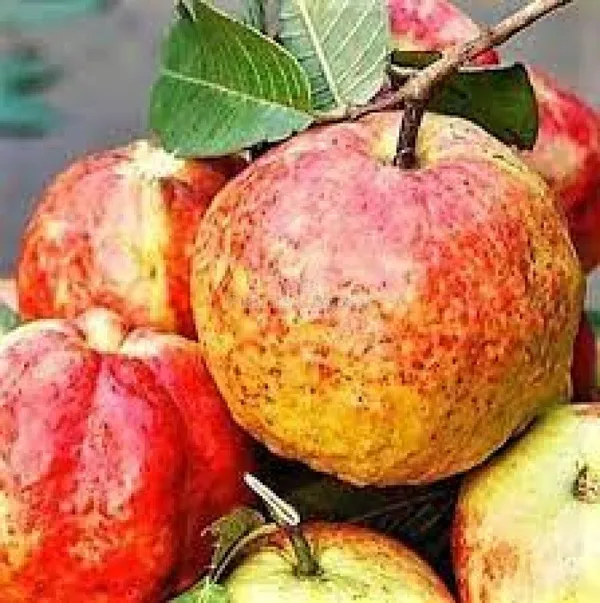 Allahabad_Surkha_Gauva_|_Grafted_Fruit_Plant