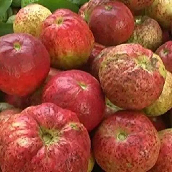 Allahabad_Surkha_Gauva_|_Grafted_Fruit_Plant