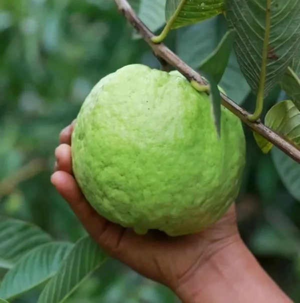 Chinise_Gauva_|_Grafted_Fruit_Plant
