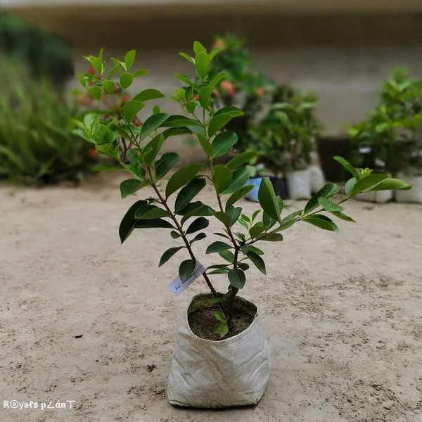 Strawberry_Gauva_|_Grafted_Fruit_Plant_Red