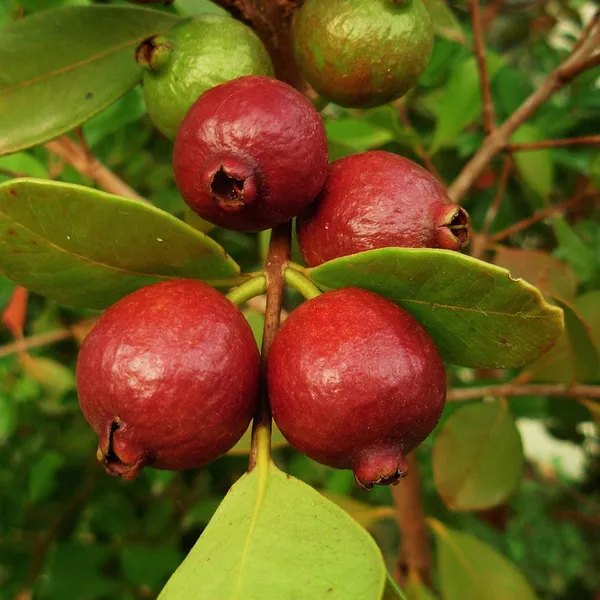 Strawberry_Gauva_|_Grafted_Fruit_Plant_Red